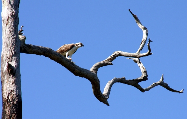 Osprey