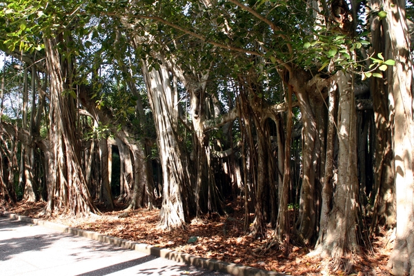 Naples - The Ringling Estate