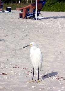 Naples - kleine reiger