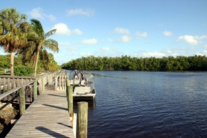 Everglades City - Mangrove