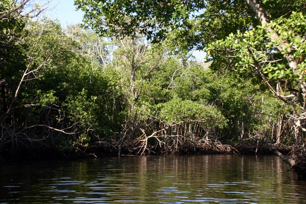 Mangrove