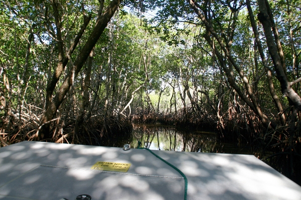 Mangrove