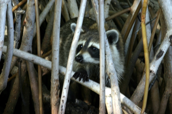 Racoon (wasbeer)