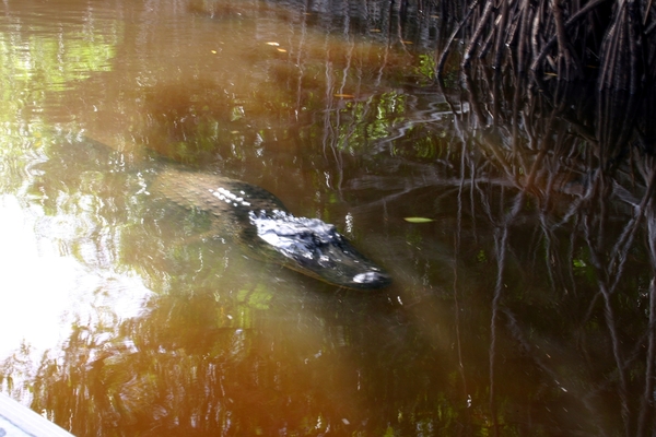 Alligator