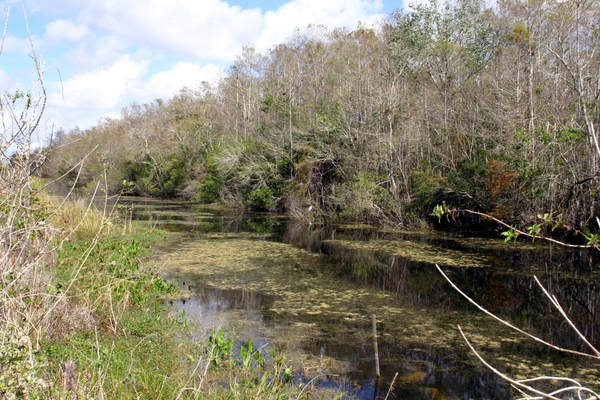 Everglades