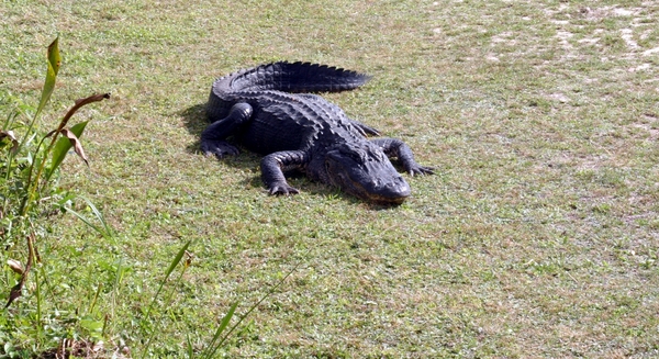 Alligator