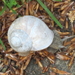 27april Watermaal-Bosvoorde   Zoni�nmars