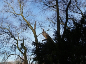 Deurne Januari 2014 021