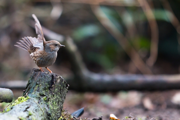 Vogels 2013  2014-3719-2