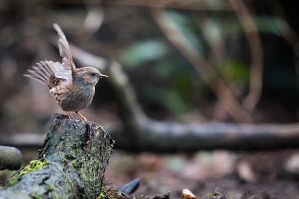 Vogels 2013  2014-3719