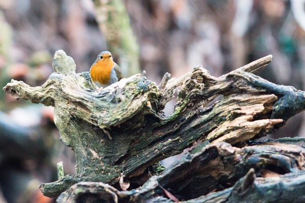 vogels 2013 2014 -0625