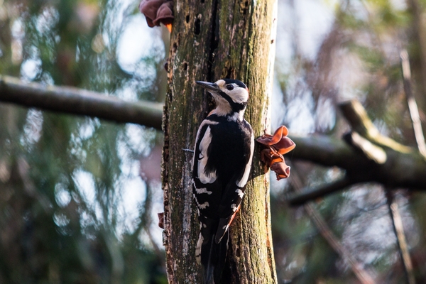 vogels 2013 2014 -0796