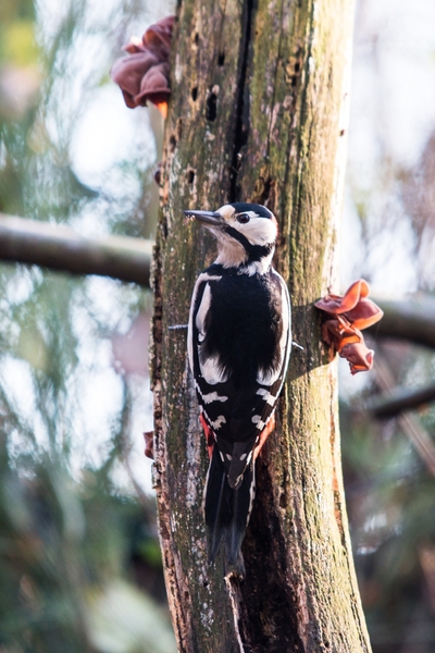 vogels 2013 2014 -0798