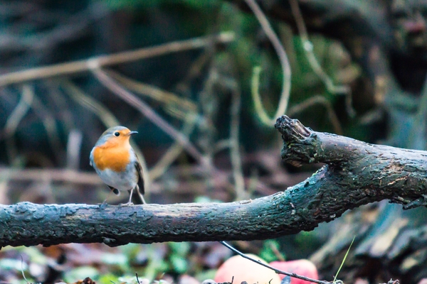 vogels 2013 2014 -2426