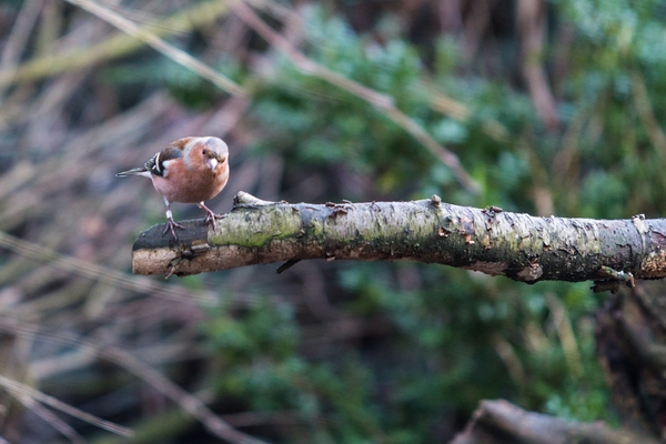 vogels 2013 2014-2521