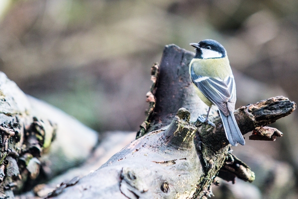 vogels 2013 2014-2529