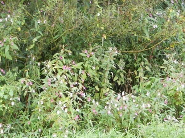 20130922.Heusden.WOII 40-44 014 (Medium)