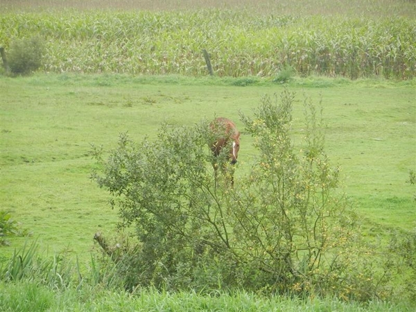 20130922.Heusden.WOII 40-44 016 (Medium)