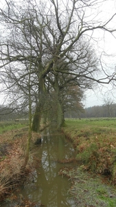 Wandeling René december 2013 056