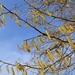 P1370784a