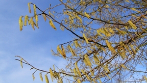 P1370784a
