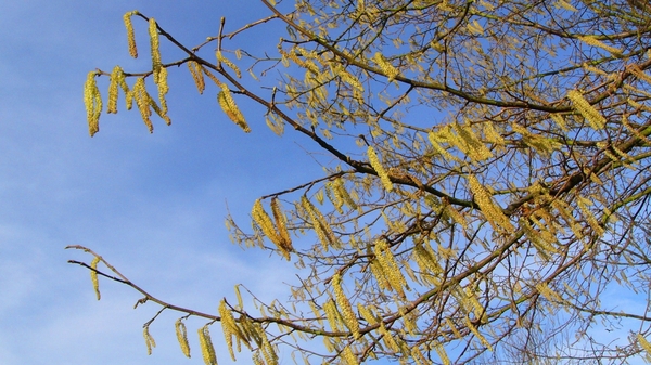 P1370784a