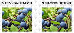 SLEEDOORN JENEVER 01