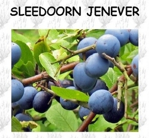 SLEEDOORN JENEVER 02