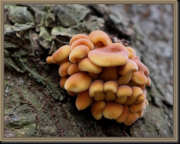 Gewoon fluweelpootje - Flammulina velutipes IMG-0390