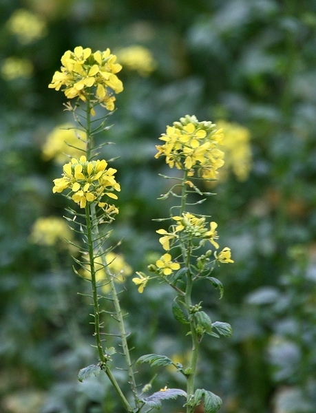 sized_sized_IMG_24002a senioren KBC wandelt Kester