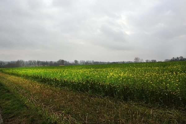 sized_sized_IMG_24004a senioren KBC wandelt Kester