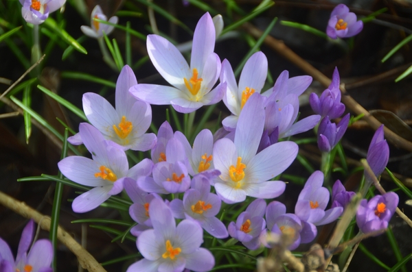 001 HET TUSSENDOOR....PLEZIERTJE !