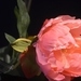 036