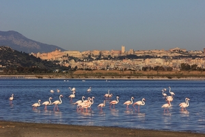 1 Cagliari _flamingos