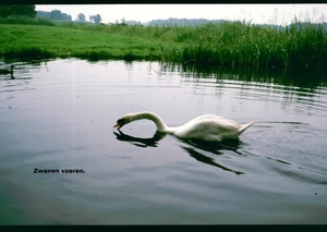 W Zomer 1984 - 12