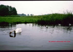 W Zomer 1984 - 15