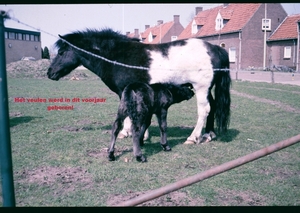 Y Voorjaar 1985 - 7