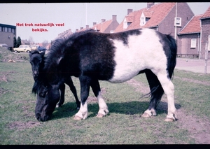 Y Voorjaar 1985 - 8