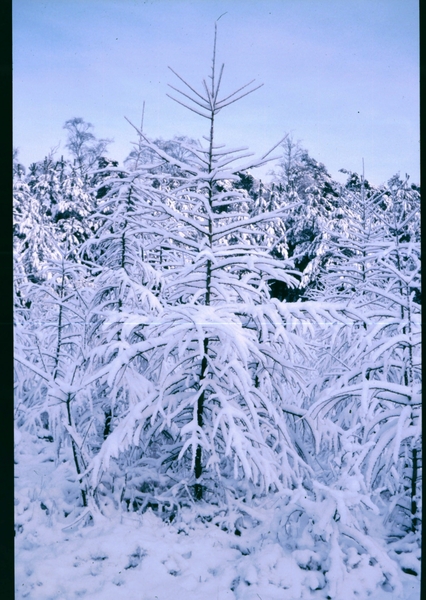 a Herfst-Winter '85 - '86 - 41