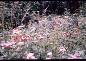 Z Zomer 1985 - 34