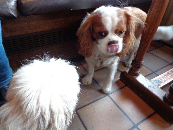 Suzy had een vriendje in het caf :)