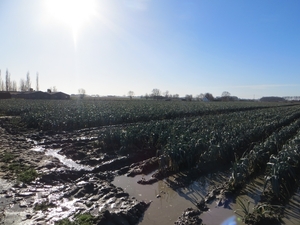 2014-02-03 Oostnieuwkerke 02