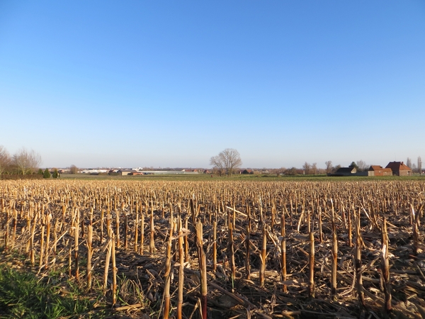 2014-02-03 Oostnieuwkerke 14