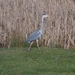 Reiger...