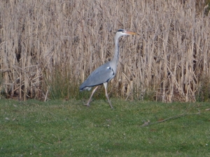 Reiger...