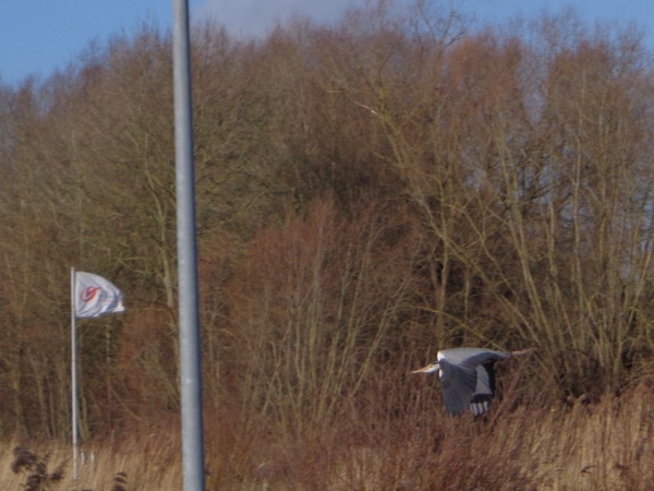  en hier reiger in de vlucht :)