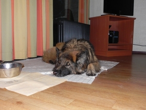 in de bungalow