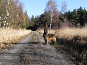 dichtbij de Hapertse heide