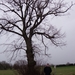 De boom uit de TV serie Witse (eindgeneriek)