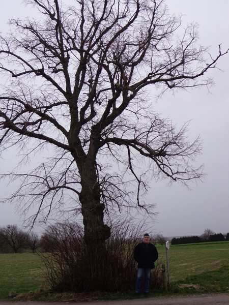 De boom uit de TV serie Witse (eindgeneriek)